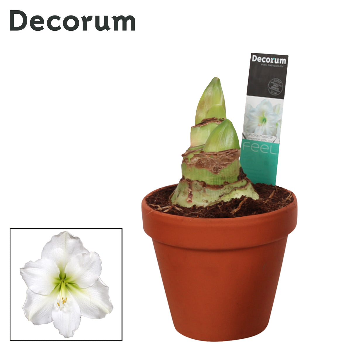 Hippeastrum Arctic White 25cm 13cm Pot