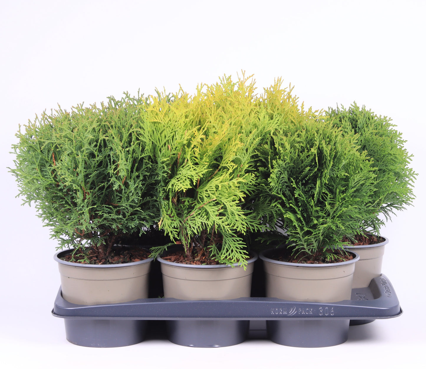 Conifer mix 35cm 17cm Pot