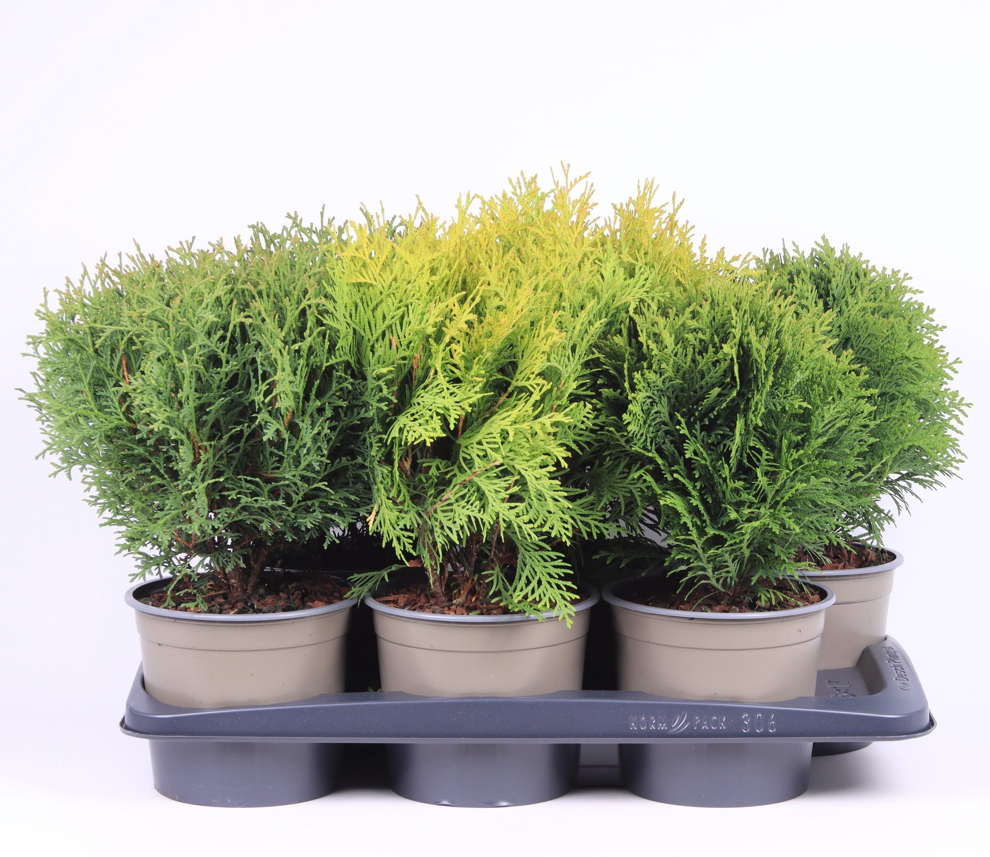 Conifer mix 35cm 17cm Pot