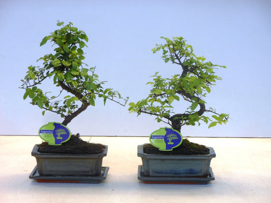Lodder Bonsai BV Sageretia Bonsai Pack of 6