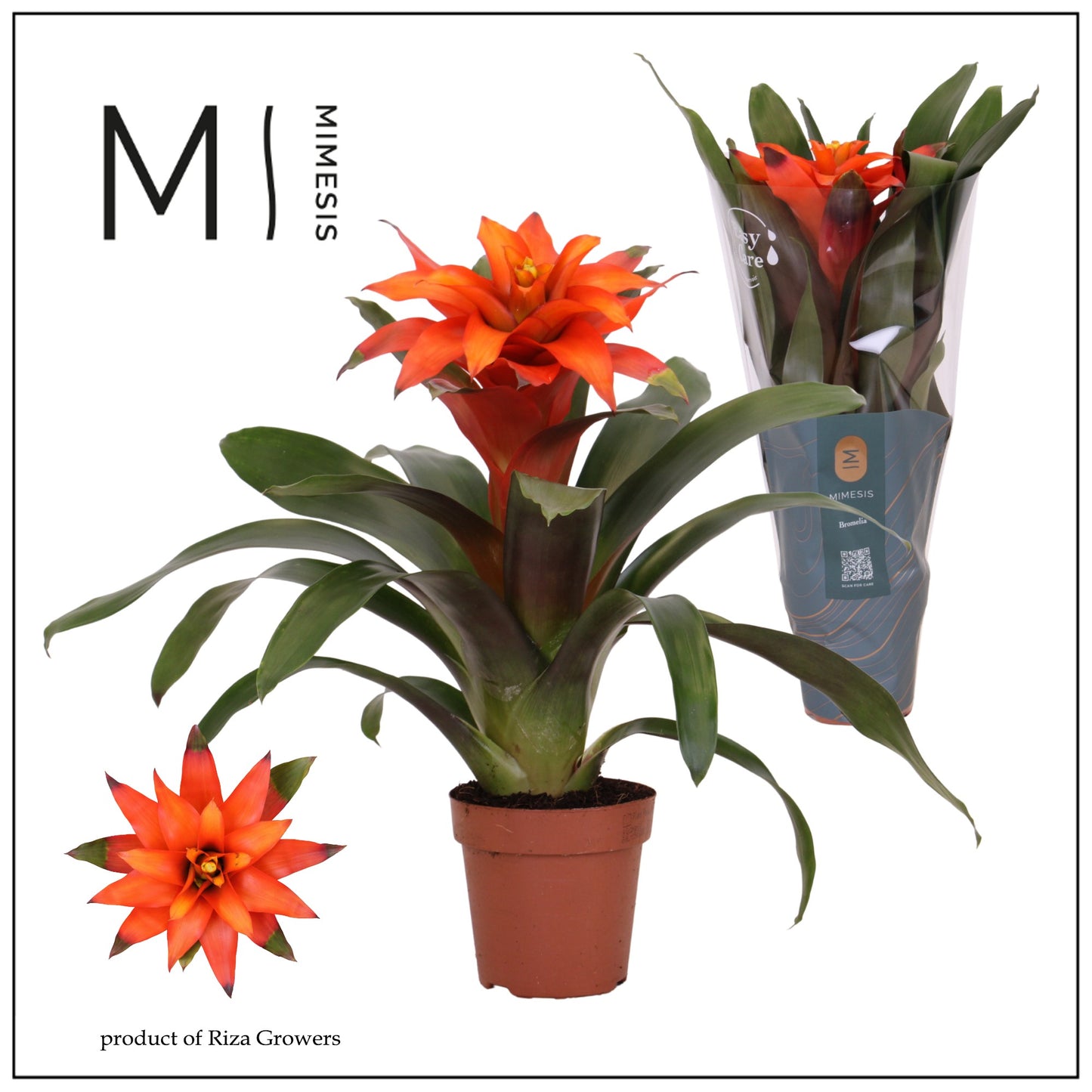 Guzmania Fiero Orange 42cm 12cm Pot