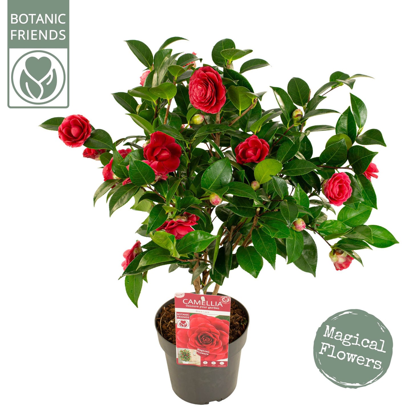 Camellia japonica 75cm 19cm Pot