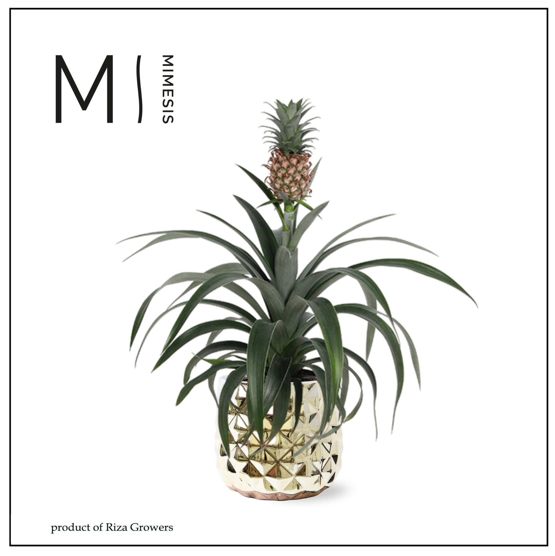 Riza Bromelia Specialist Ananas Mi Amigo Pack of 4