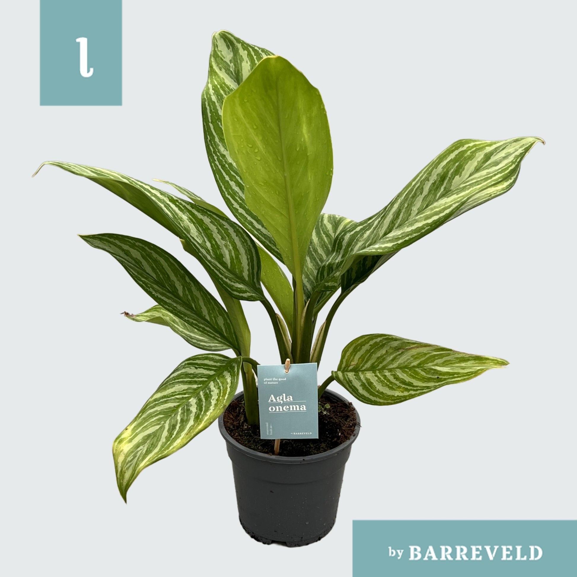 Aglaonema Stripes 65cm 17cm Pot