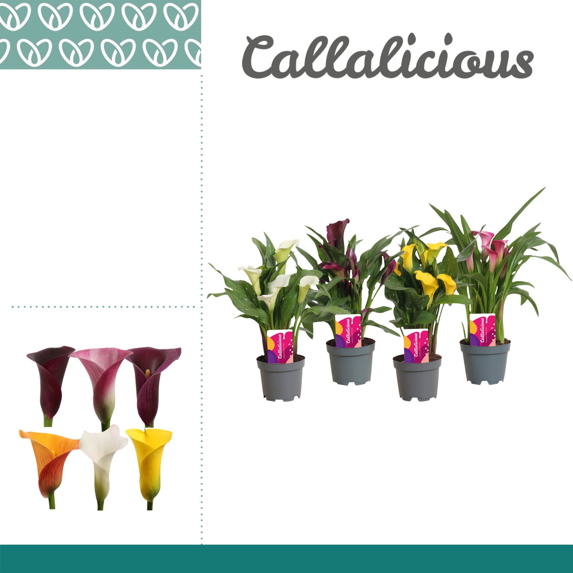 Zantedeschia mix 25cm 510cm Pot