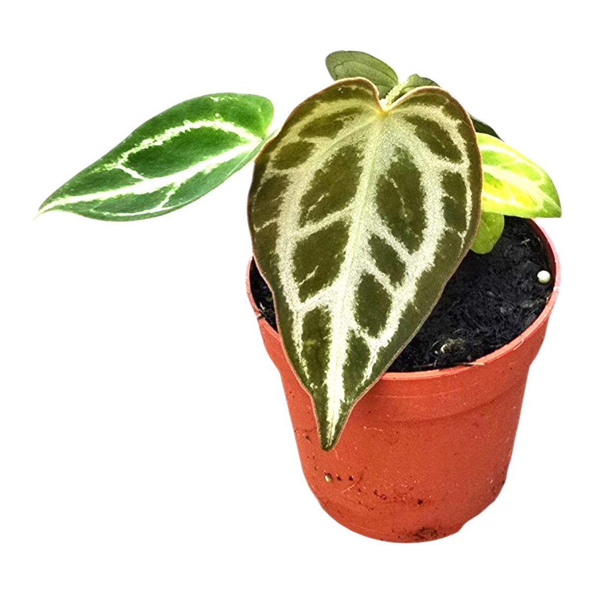 Anthurium andraeanum 10cm 7cm Pot