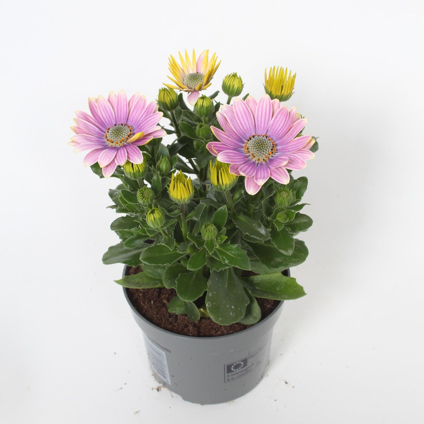 Osteospermum Senorita Rosita 25cm 510cm Pot