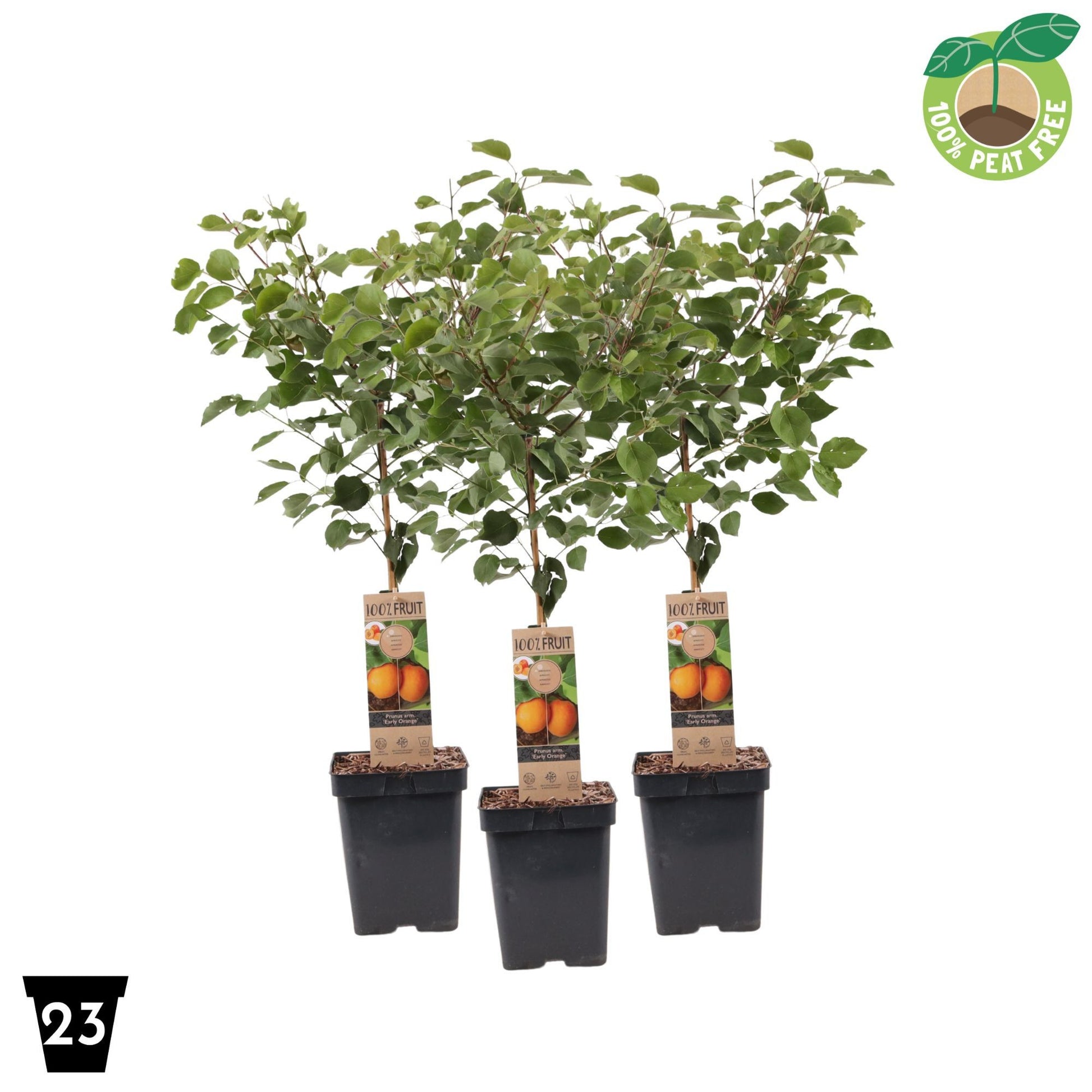 Prunus armeniaca 90cm 23cm Pot