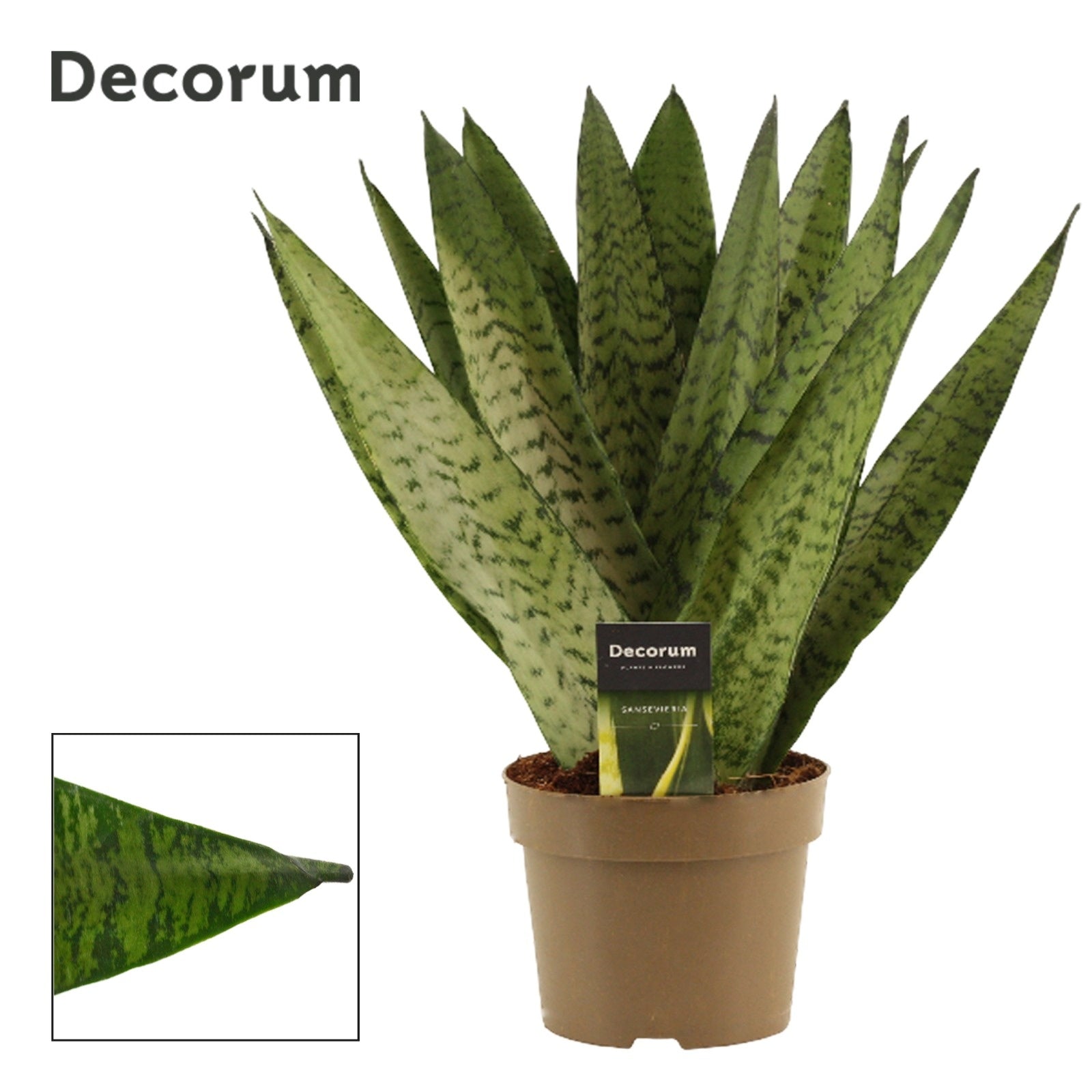 Duijn-Hove BV, kwekerij Sansevieria Zeylanica Fan Pack of 7