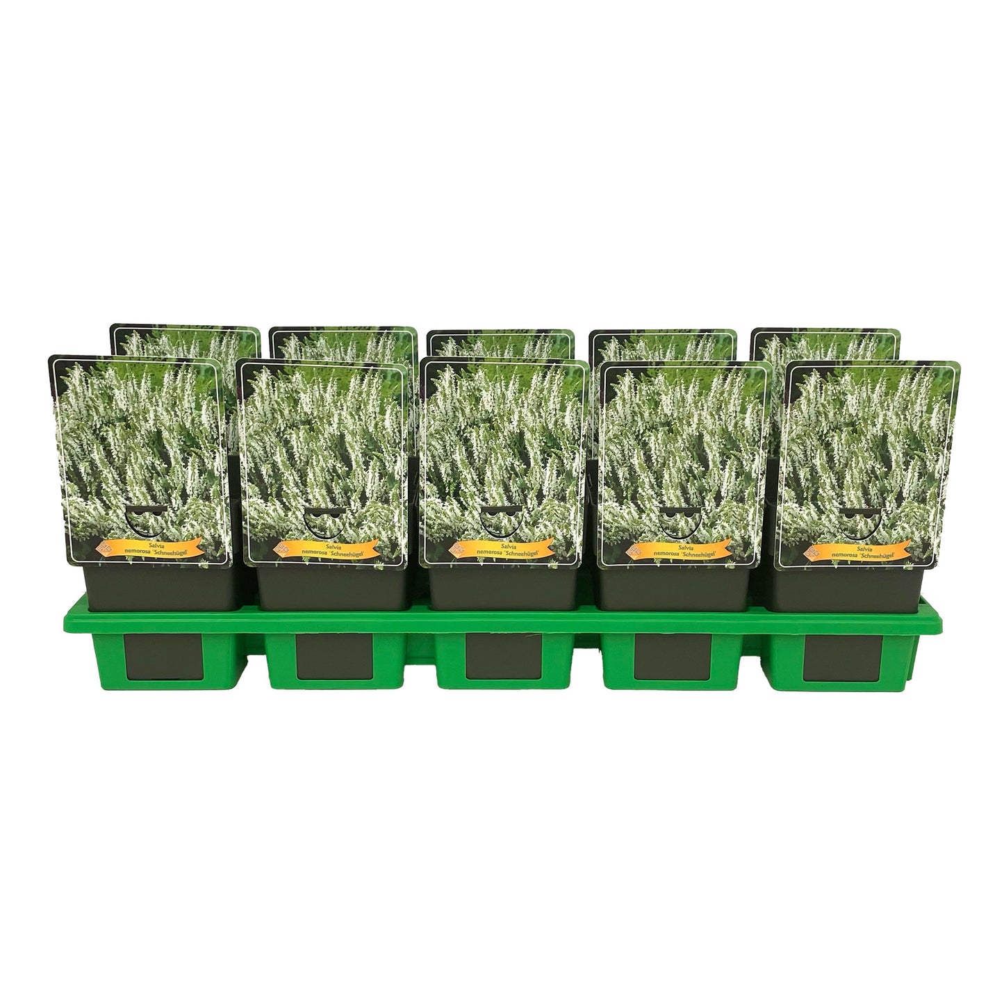 Salvia nem. Schneehuegel 25cm 11cm Pot