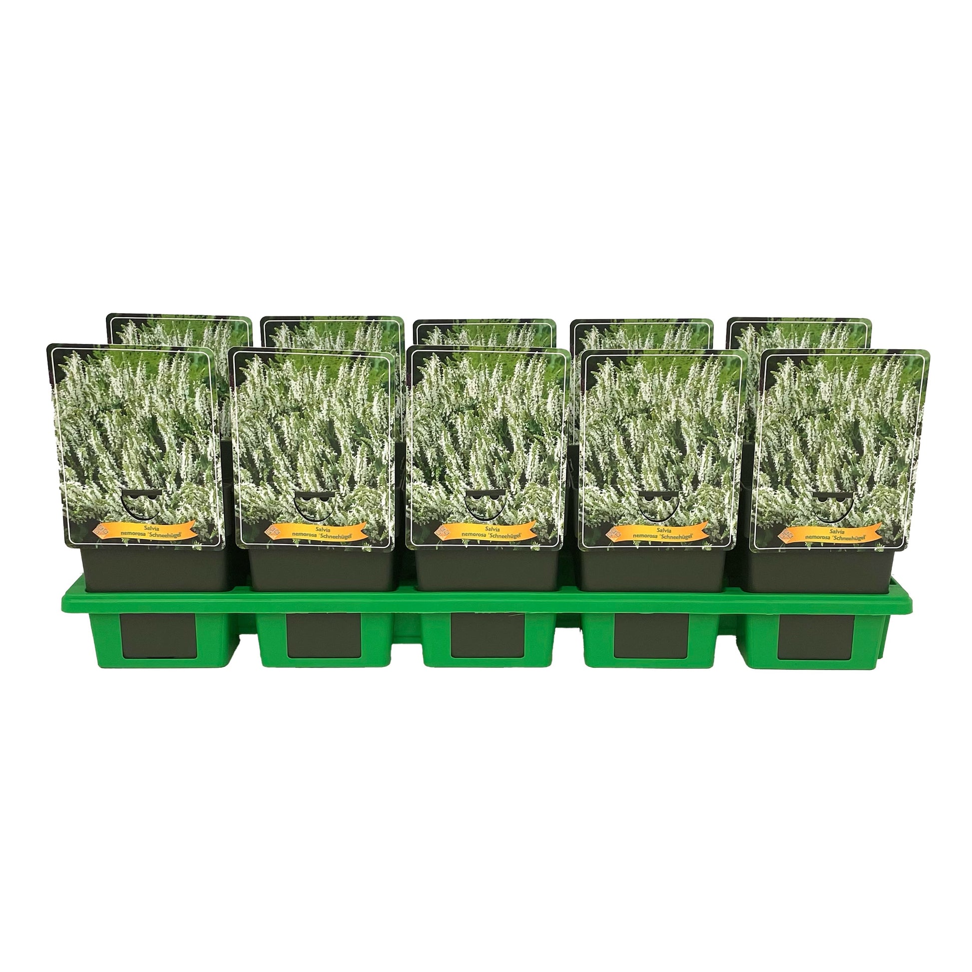 Salvia nem. Schneehuegel 25cm 11cm Pot