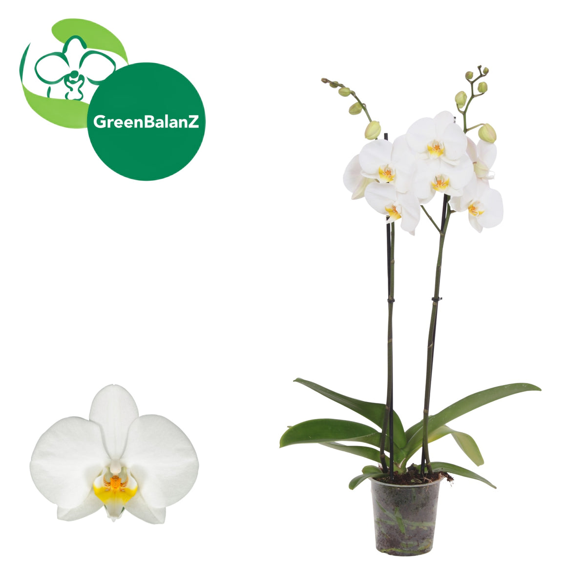 Phalaenopsis London 55cm 12cm Pot