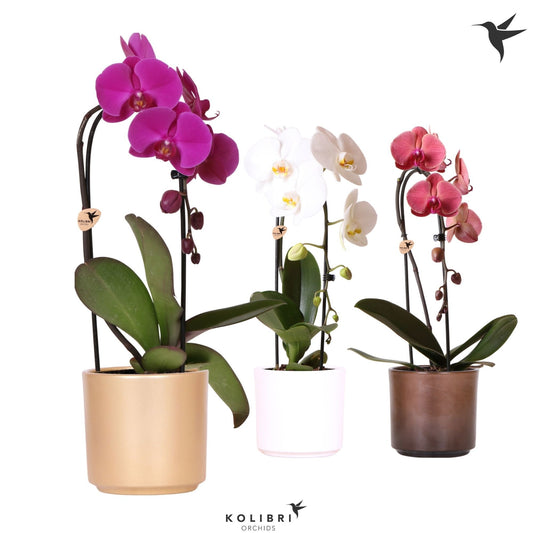Phalaenopsis Elegant cascade 50cm 12cm Pot