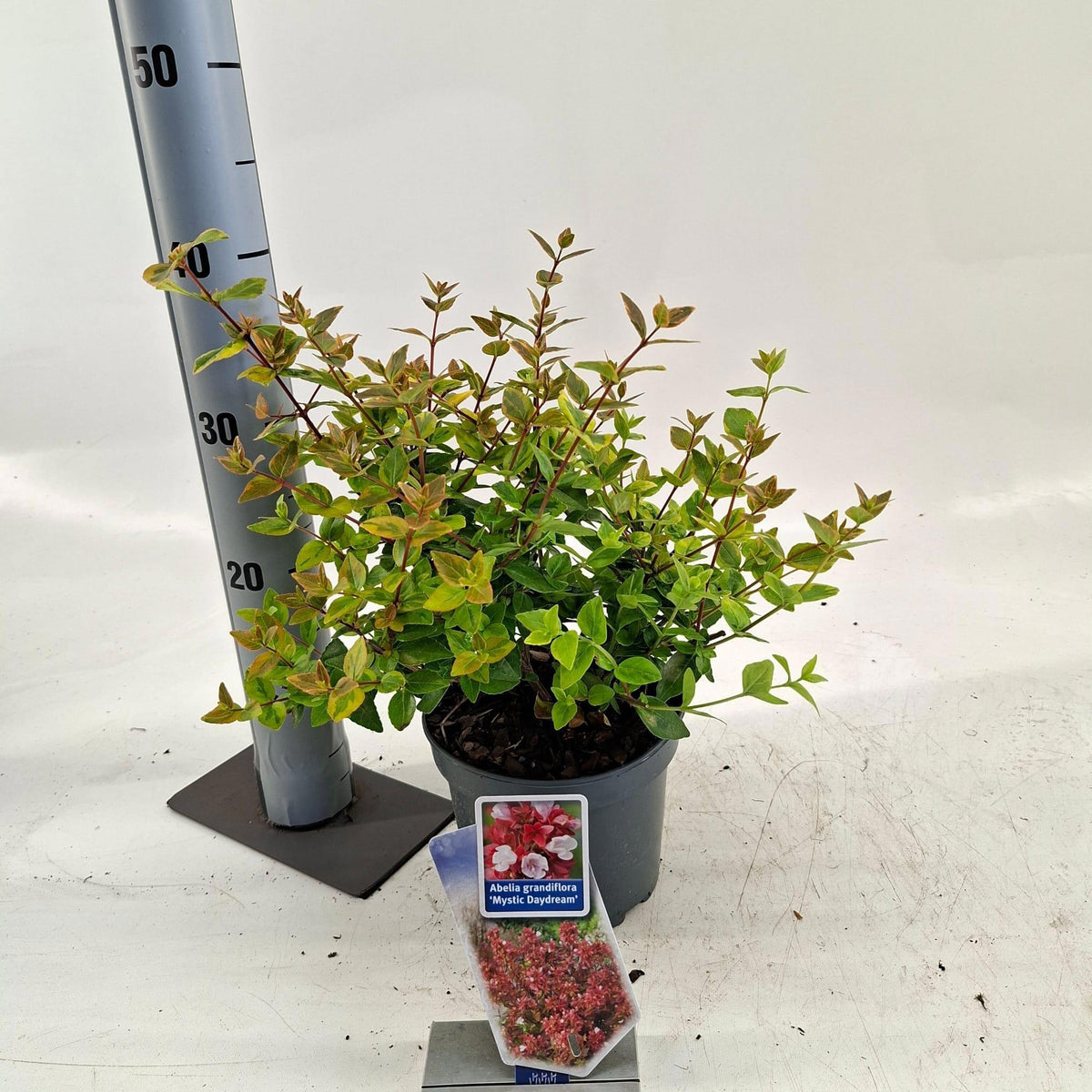 Abelia gran. Mystic Daydream 35cm 17cm Pot