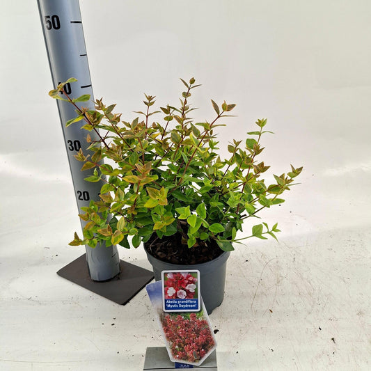 Abelia gran. Mystic Daydream 35cm 17cm Pot