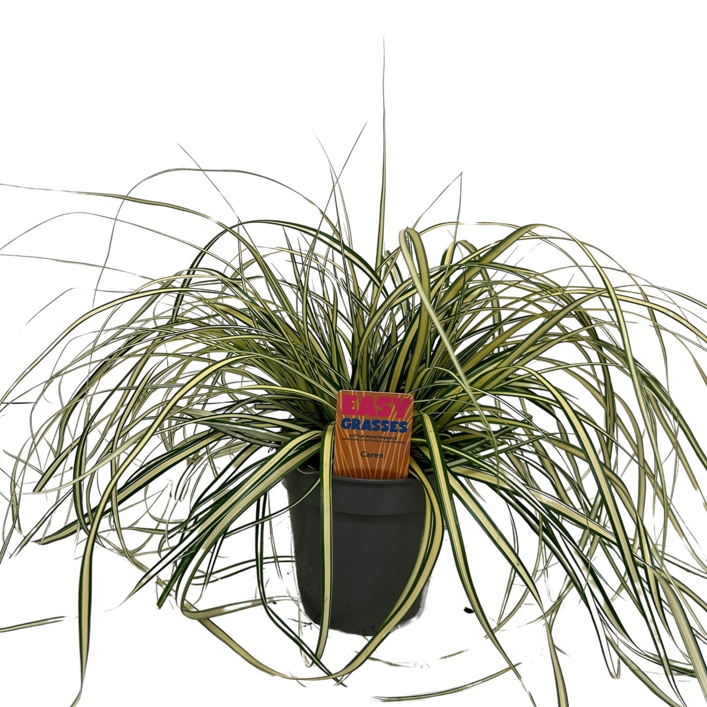 Carex hach. Evergold 35cm 13cm Pot
