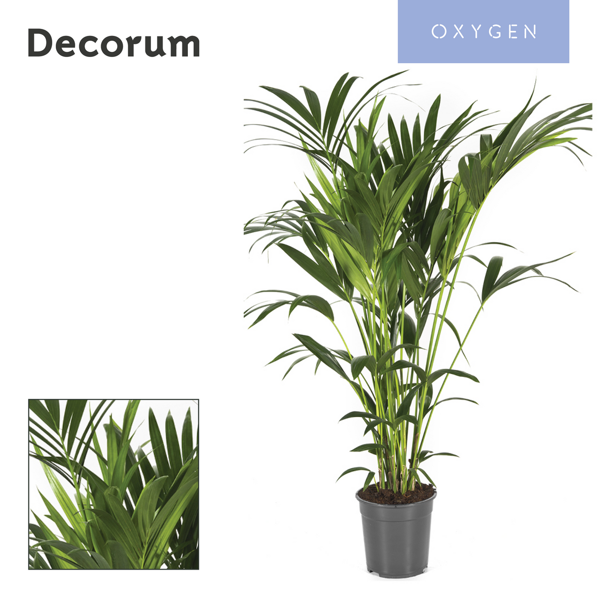 Howea forsteriana 130cm 24cm Pot