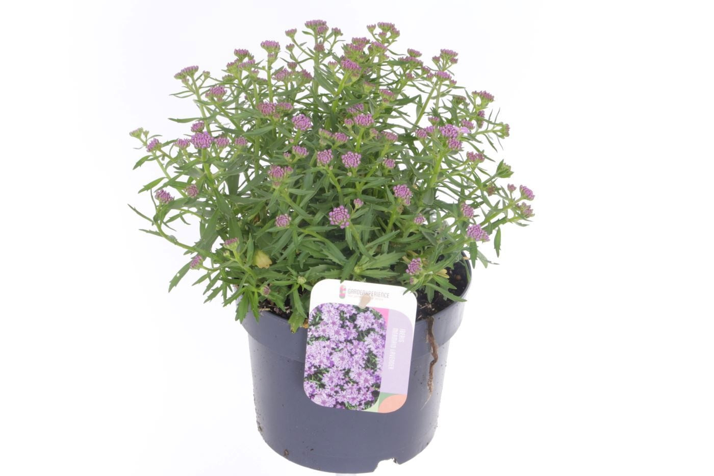 Iberis overig 30cm 17cm Pot