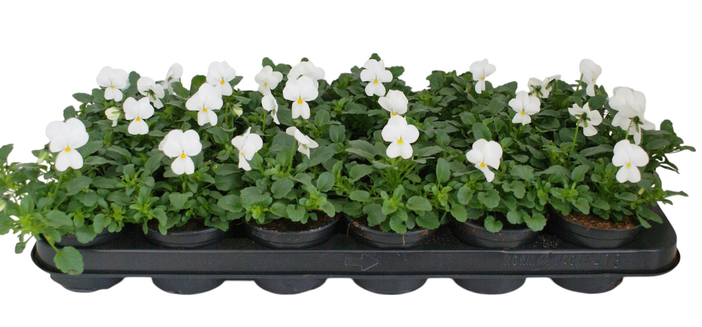Zuidbaak Honselersdijk Viola Callisto White Pack of 18