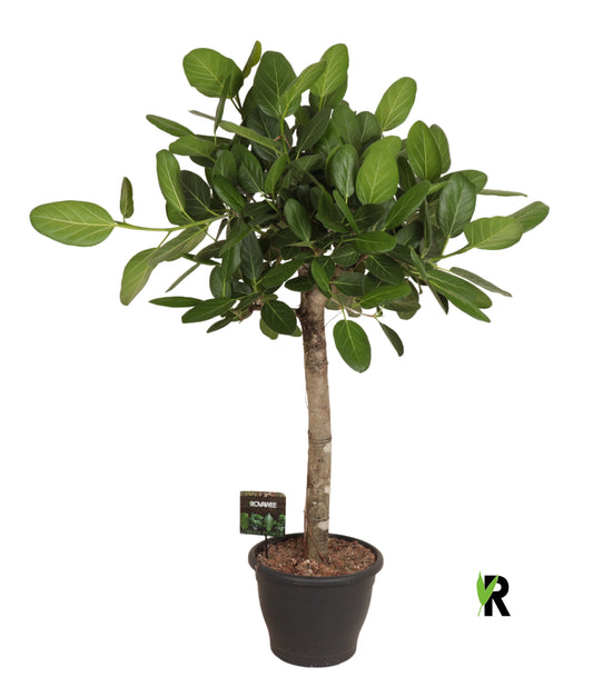 Ficus bengh. Audrey 140cm 34cm Pot