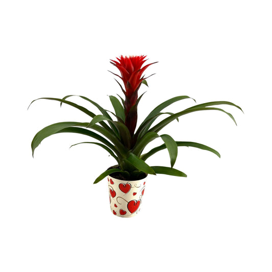 Guzmania Hope 38cm 13cm Pot