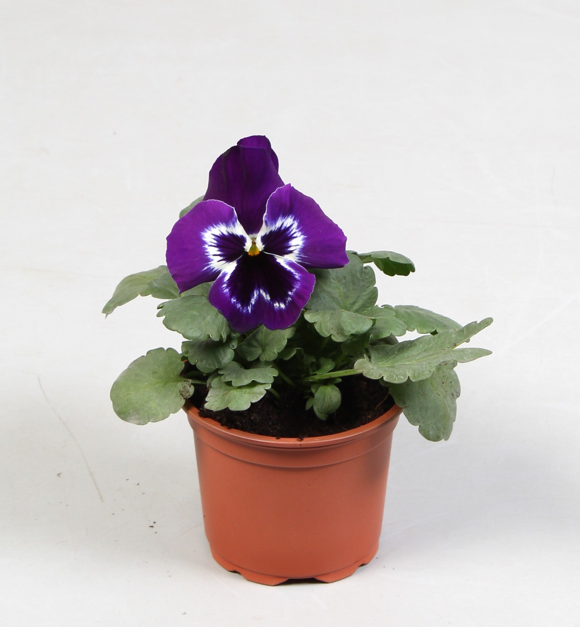 Batist BV, Kwekerij Viola Evo Violet Face Pack of 18