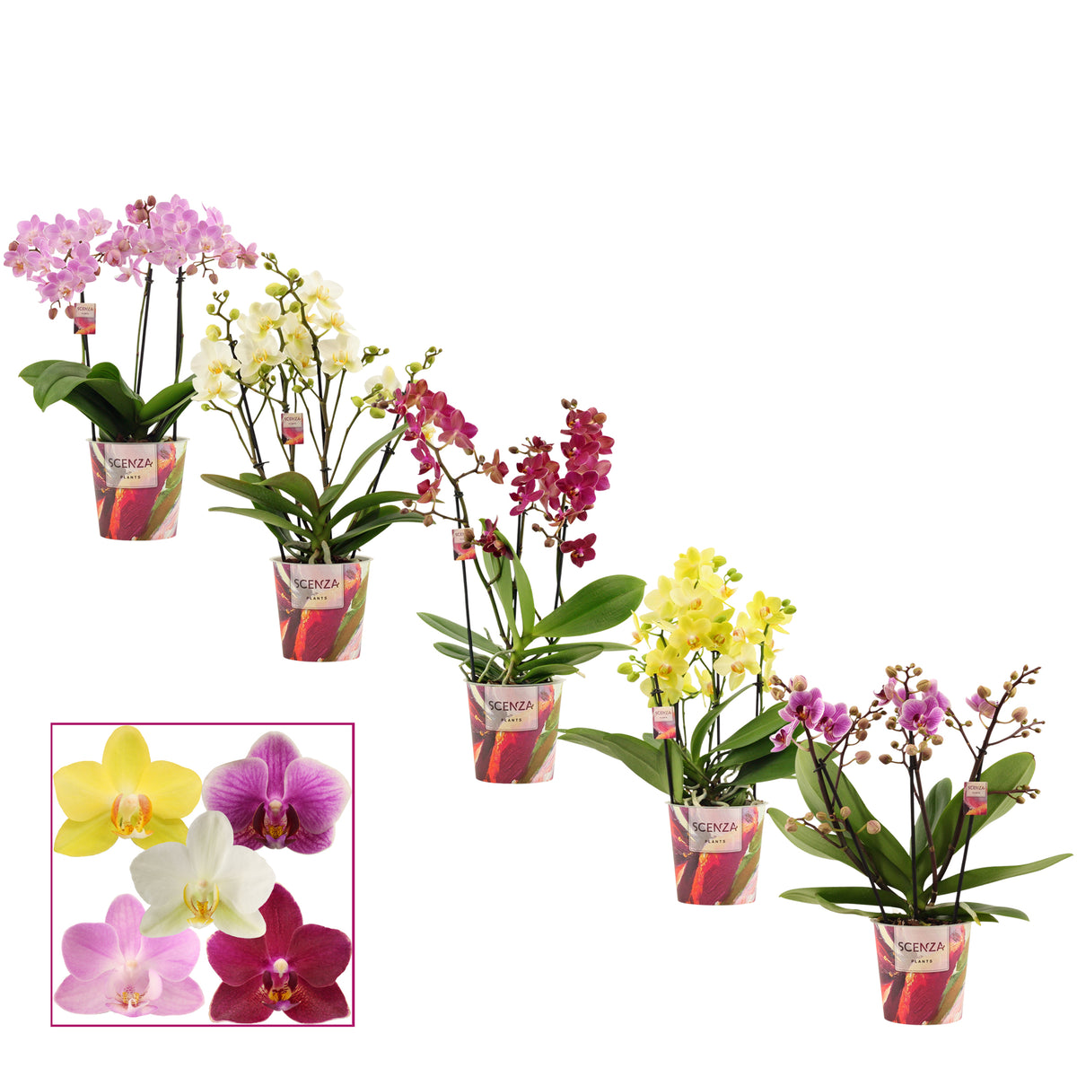 Phalaenopsis mix 35cm 12cm Pot
