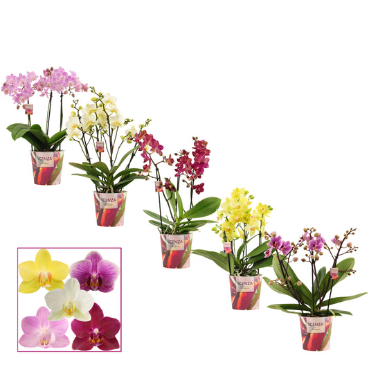 Phalaenopsis mix 35cm 12cm Pot