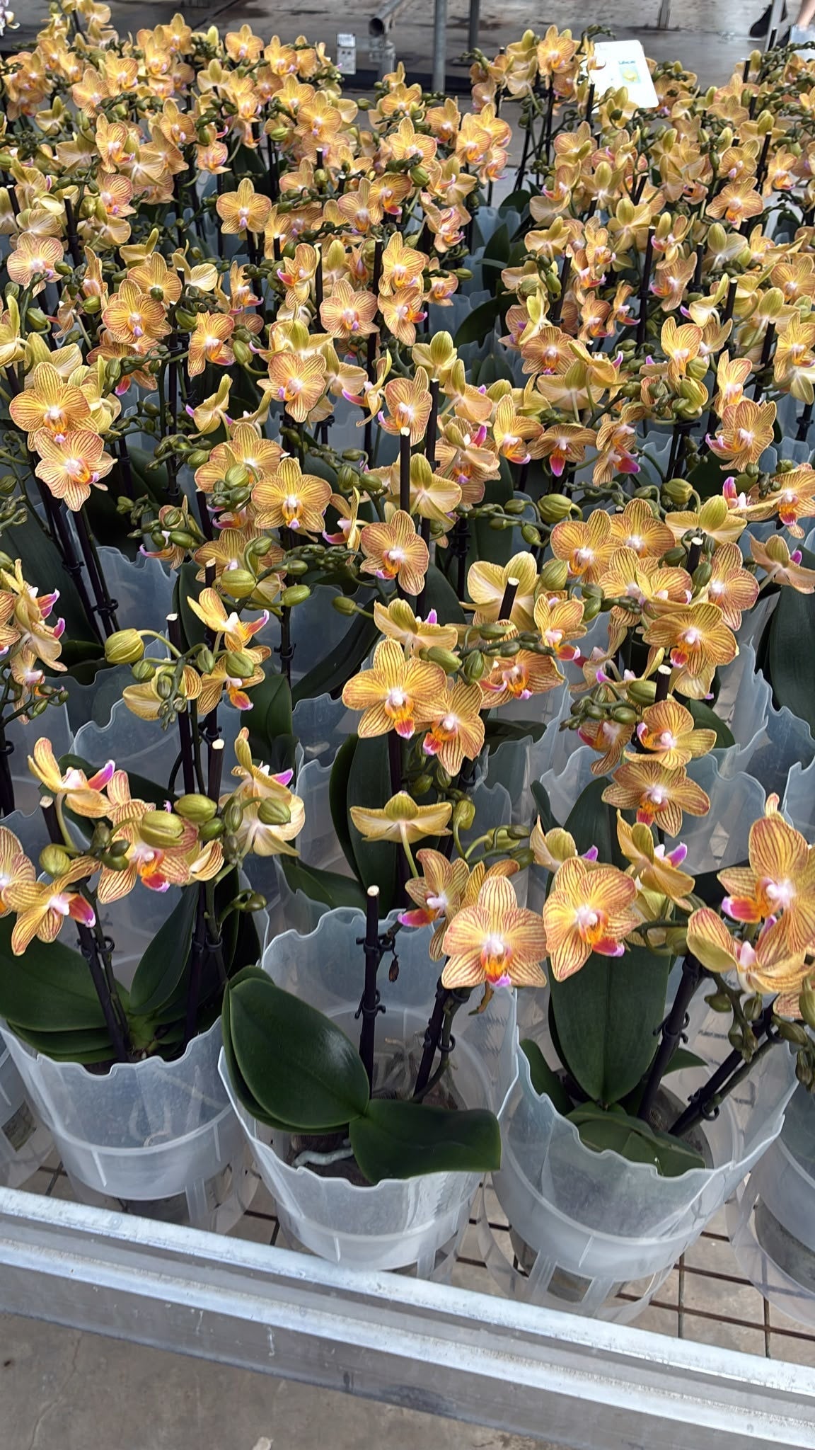 Phalaenopsis multiflora white 45cm 12cm Pot