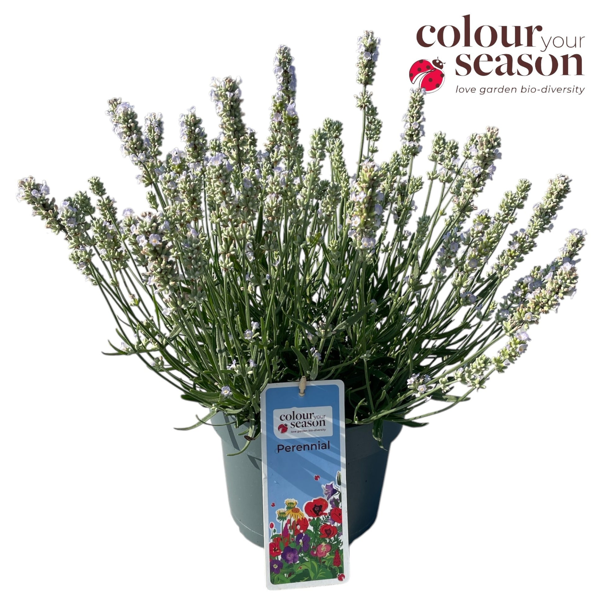 Lavandula ang. Ellegance Ice 40cm 19cm Pot