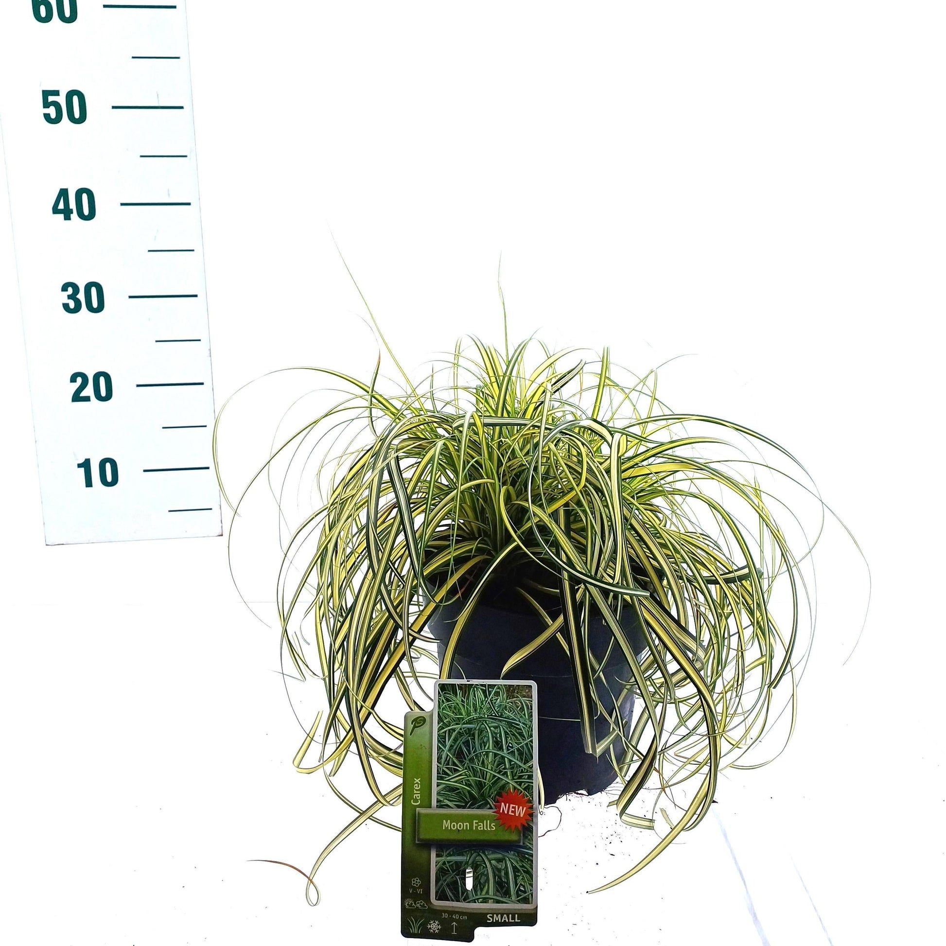 Carex Moon Falls 25cm 19cm Pot