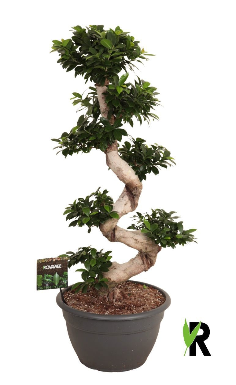 Ficus Ginseng 140cm 40cm Pot