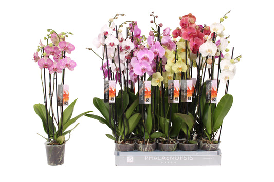 Phalaenopsis mix 70cm 12cm Pot