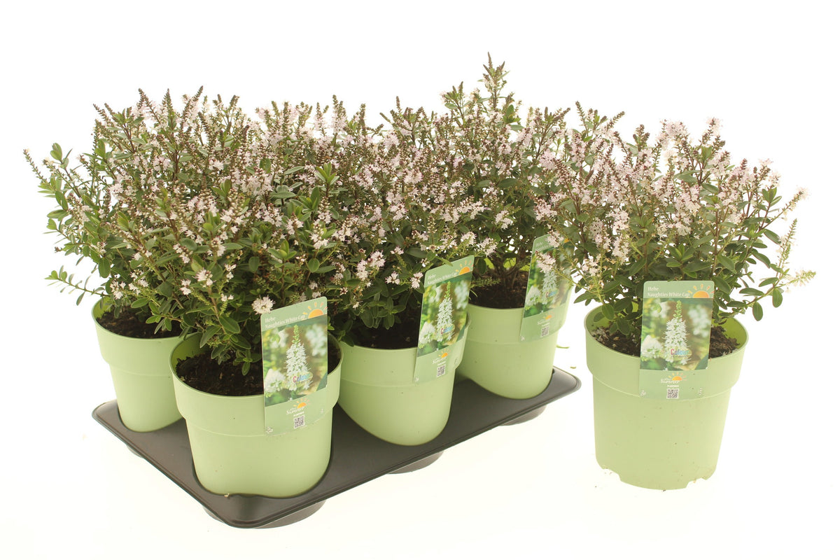 Perennial mix 15cm 15cm Pot