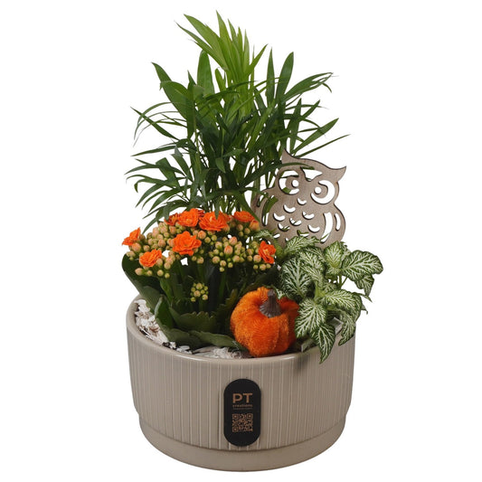 Indoor arrangement 28cm 16cm Pot