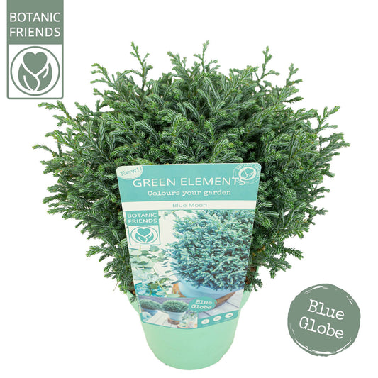 Chamaecyparis Blue Moon 33cm 17cm Pot