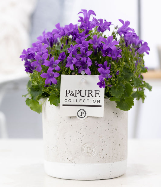 Campanula Porto 17cm 14cm Pot