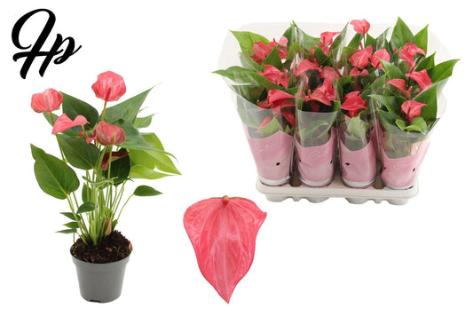 Anthurium Romantico 25cm 9cm Pot