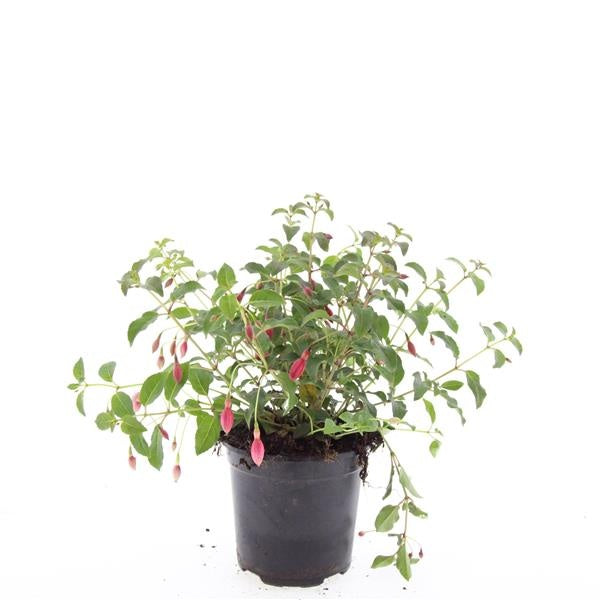 Boer, W.T.M. de Fuchsia Mrs Popple Pack of 8