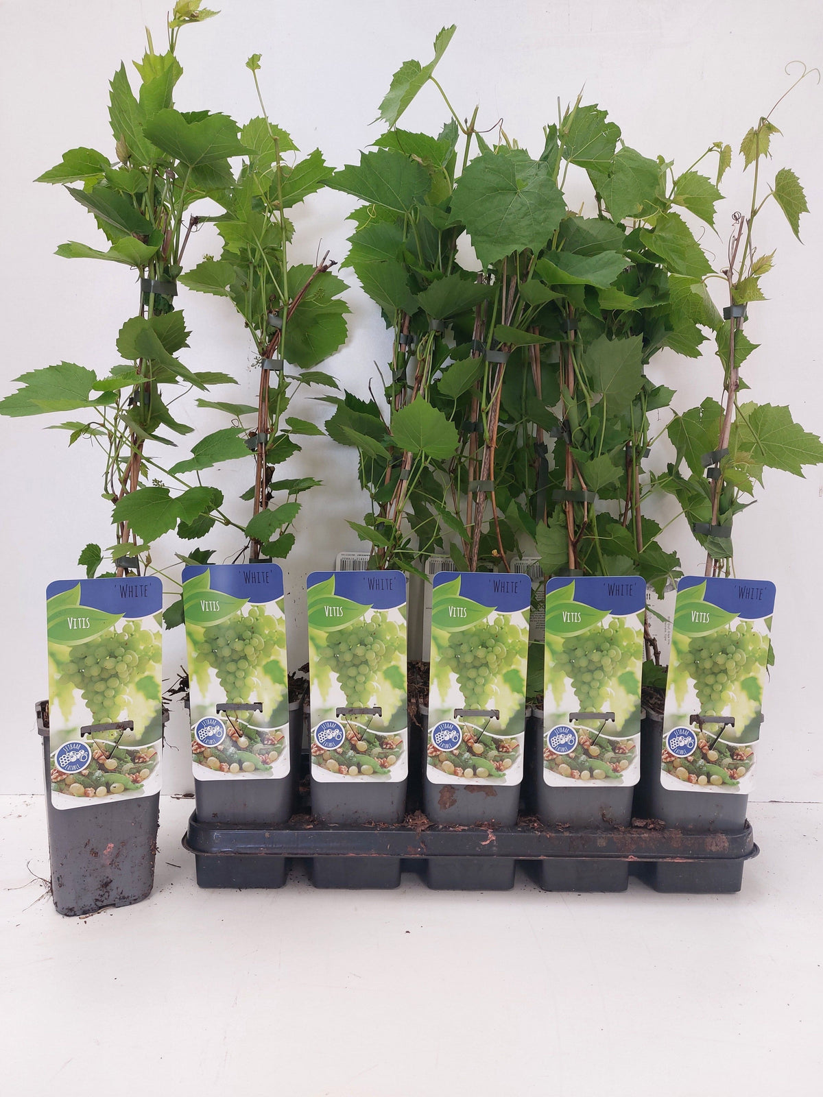 Vitis Attika (Grape) 60cm 11cm Pot