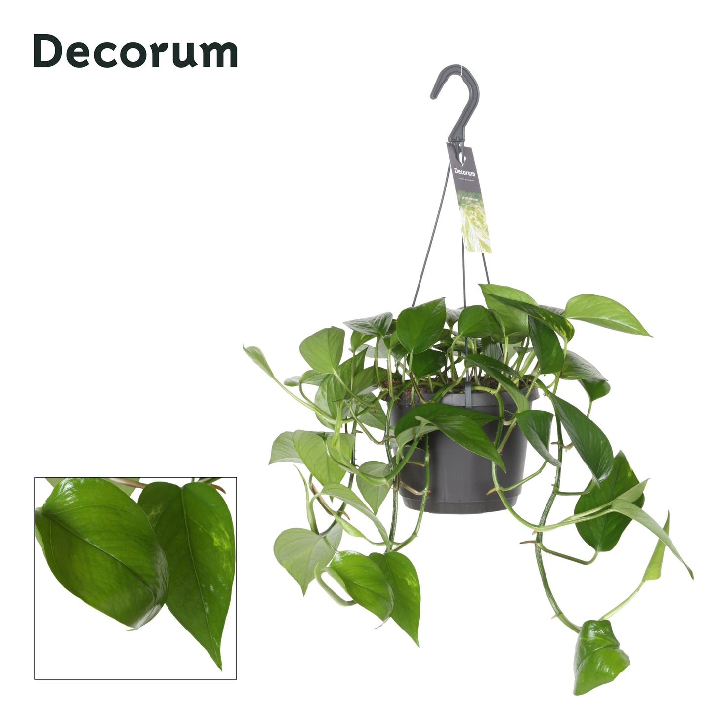 Hillplant BV Epipremnum pin. Aureum Pack of 4