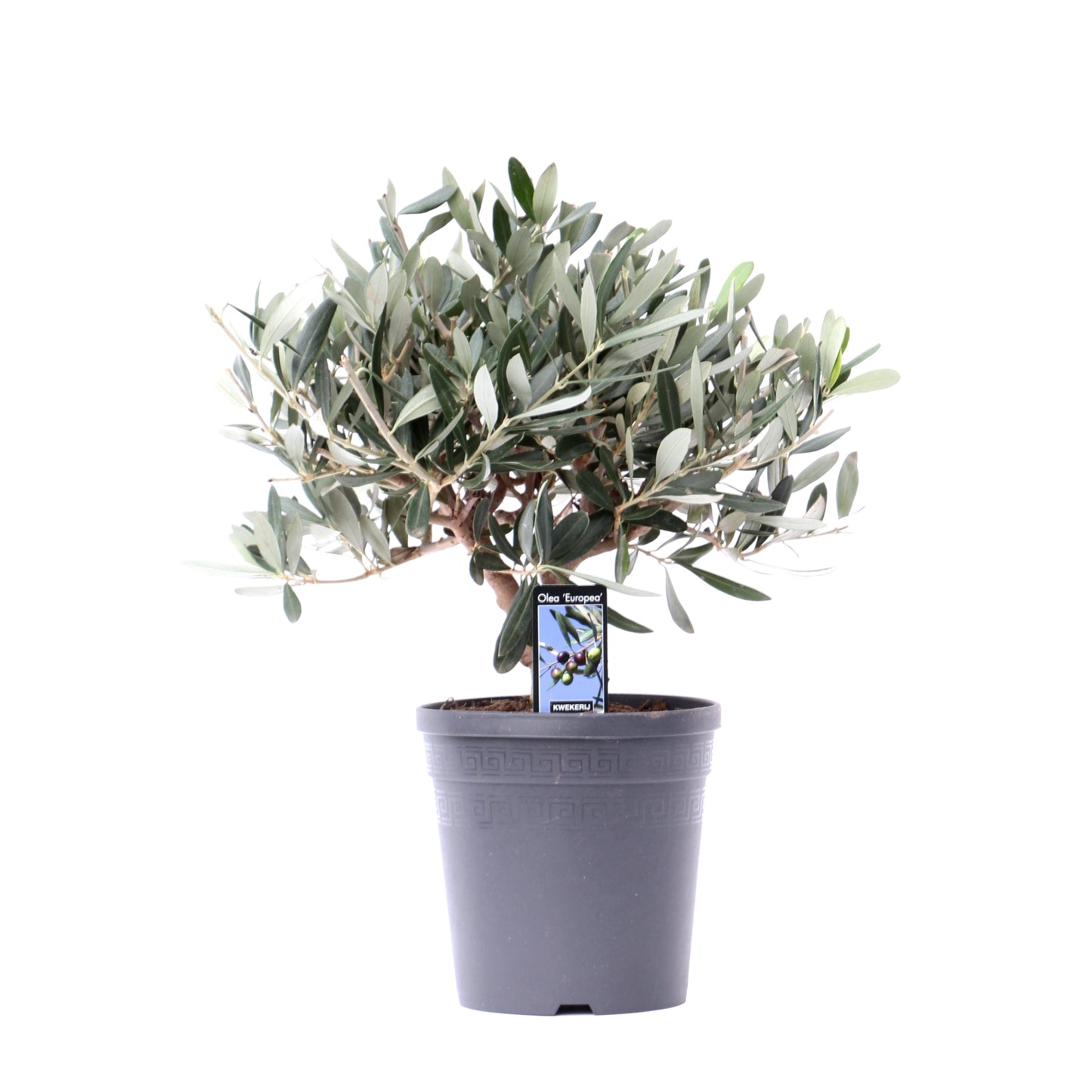 Jongerling, Kwekerij Olea europaea standard Pack of 6