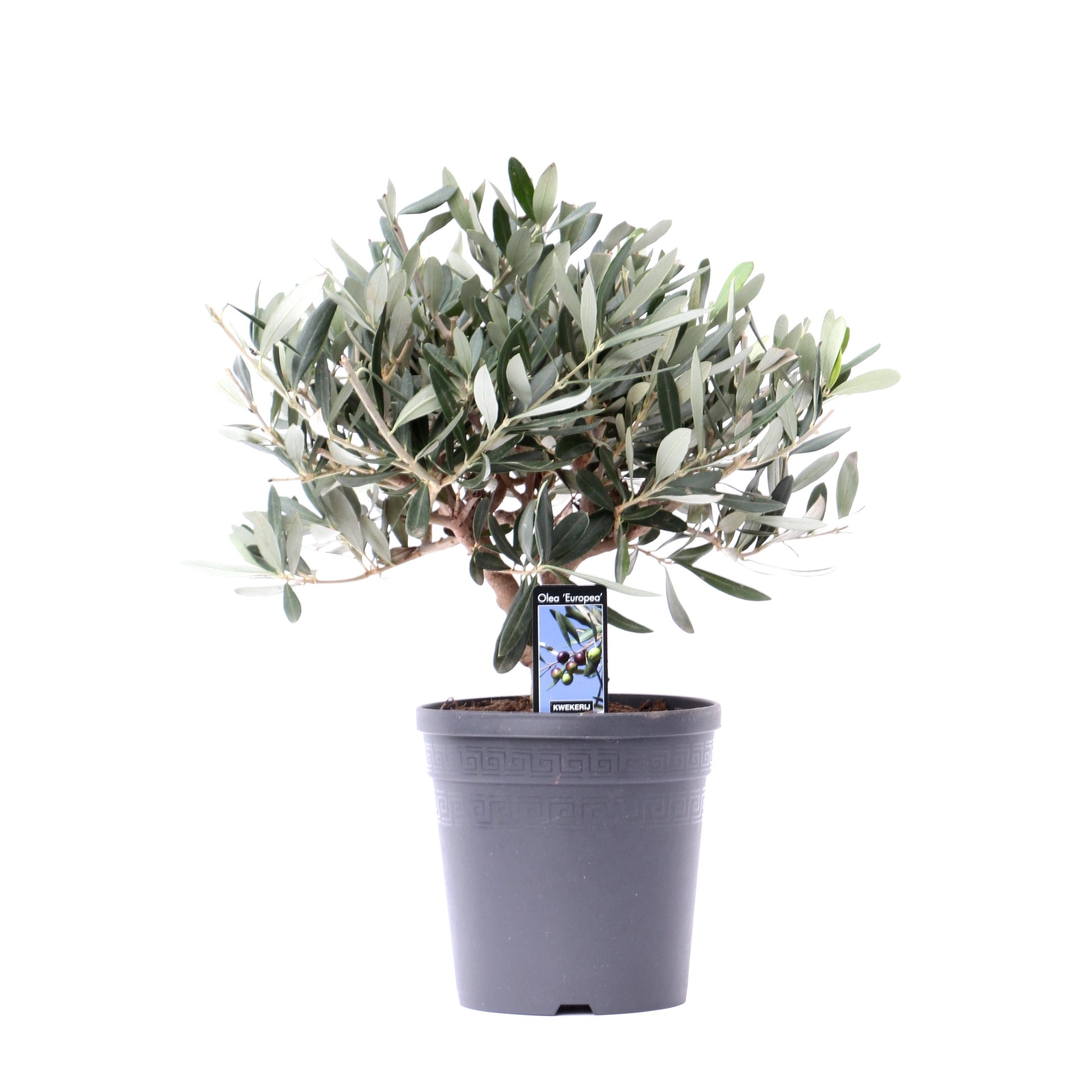 Jongerling, Kwekerij Olea europaea standard Pack of 6