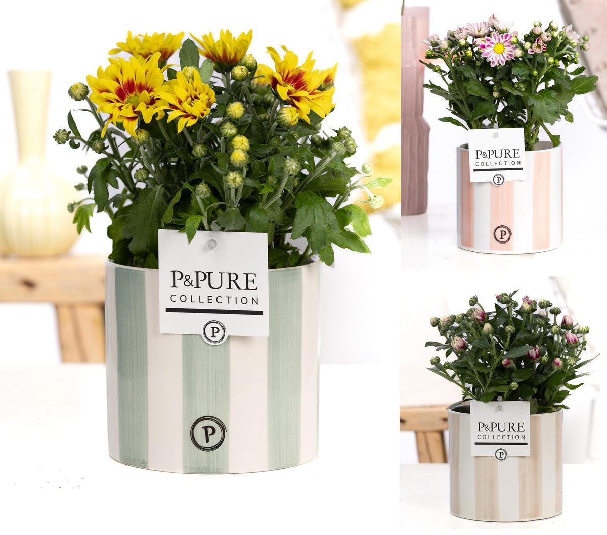 Chrysanthemum bicolour mix 25cm 12cm Pot