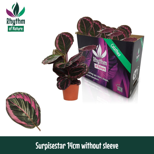 Calathea Surprisestar 45cm 14cm Pot