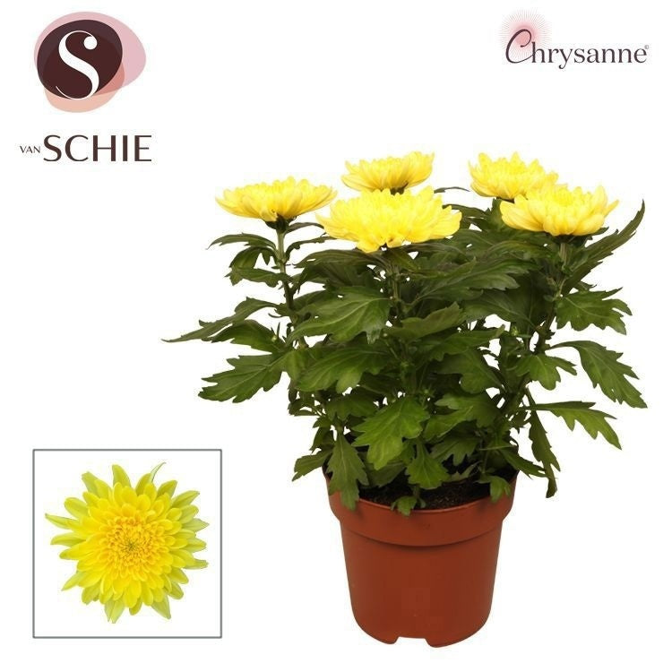 Chrysanthemum Zembla yellow 35cm 17cm Pot