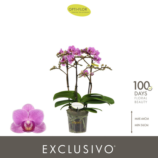 Opti-Flor Phalaenopsis Violet Queen Pack of 6
