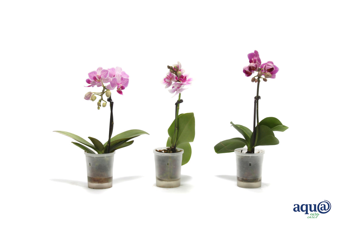 Phalaenopsis hybrid 17cm 6cm Pot