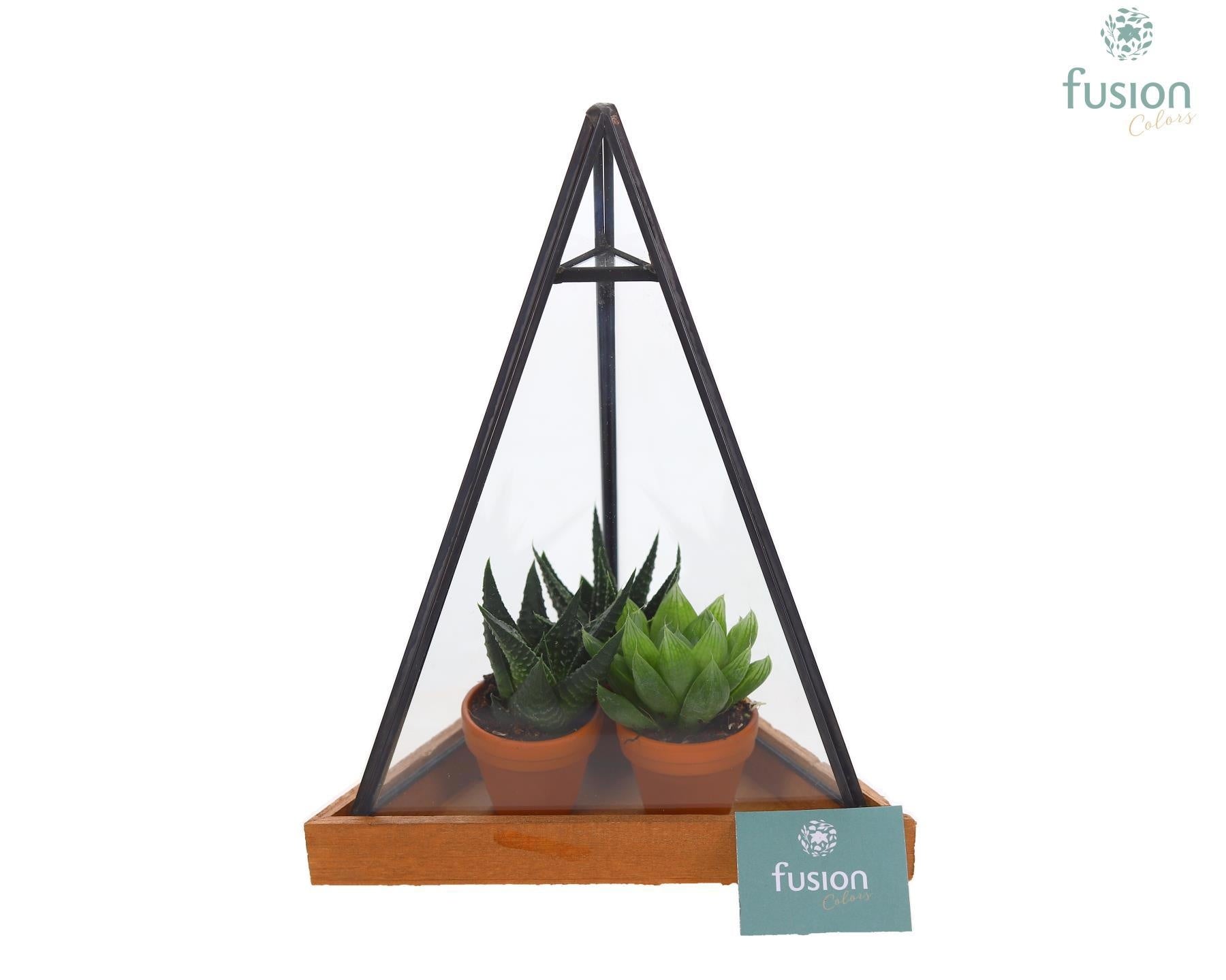 Fusioncolors BV Glas Pyramide met metaal Small met Haworthia 3pp Pack of 12