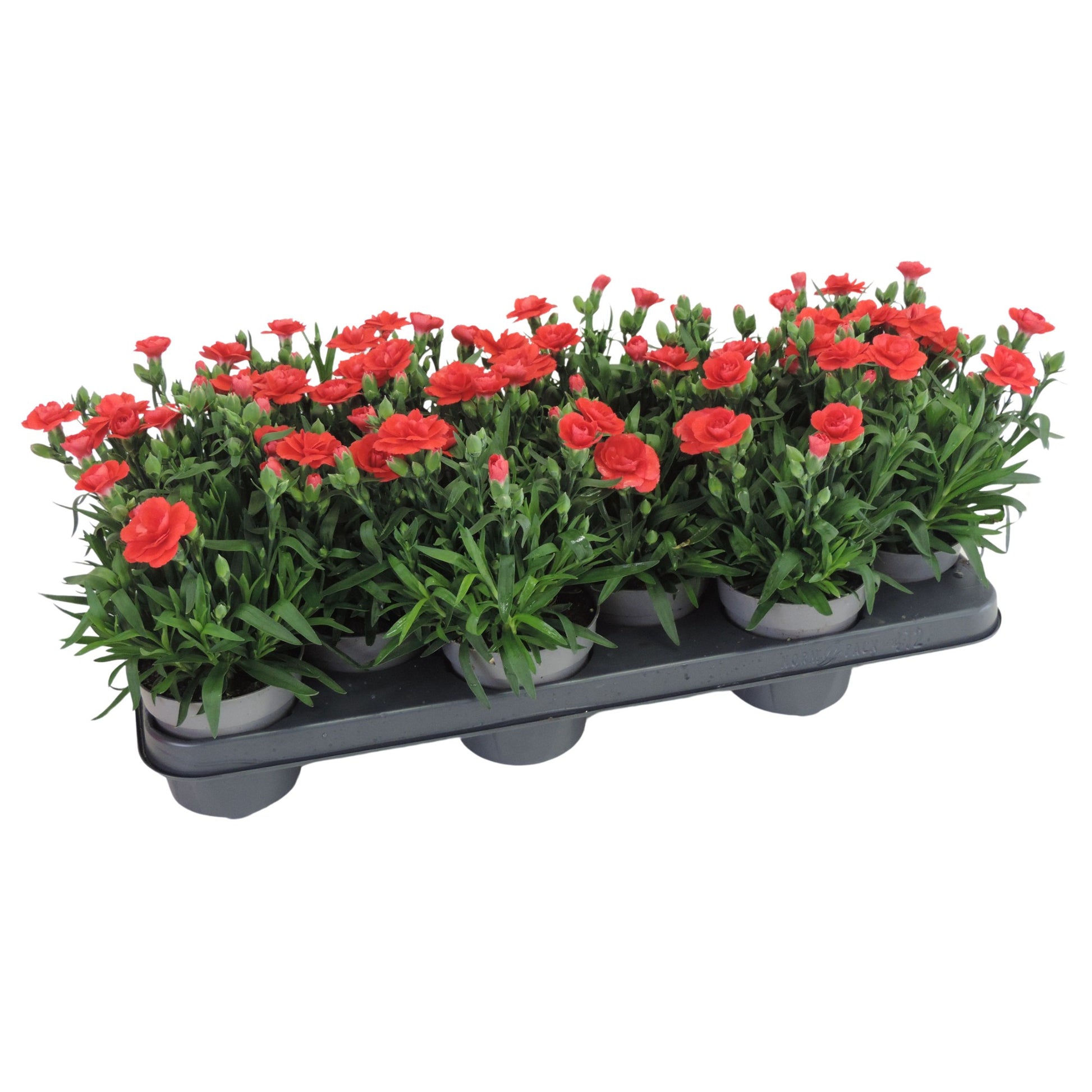 Dianthus Oscar Antique Pink 20cm 510cm Pot